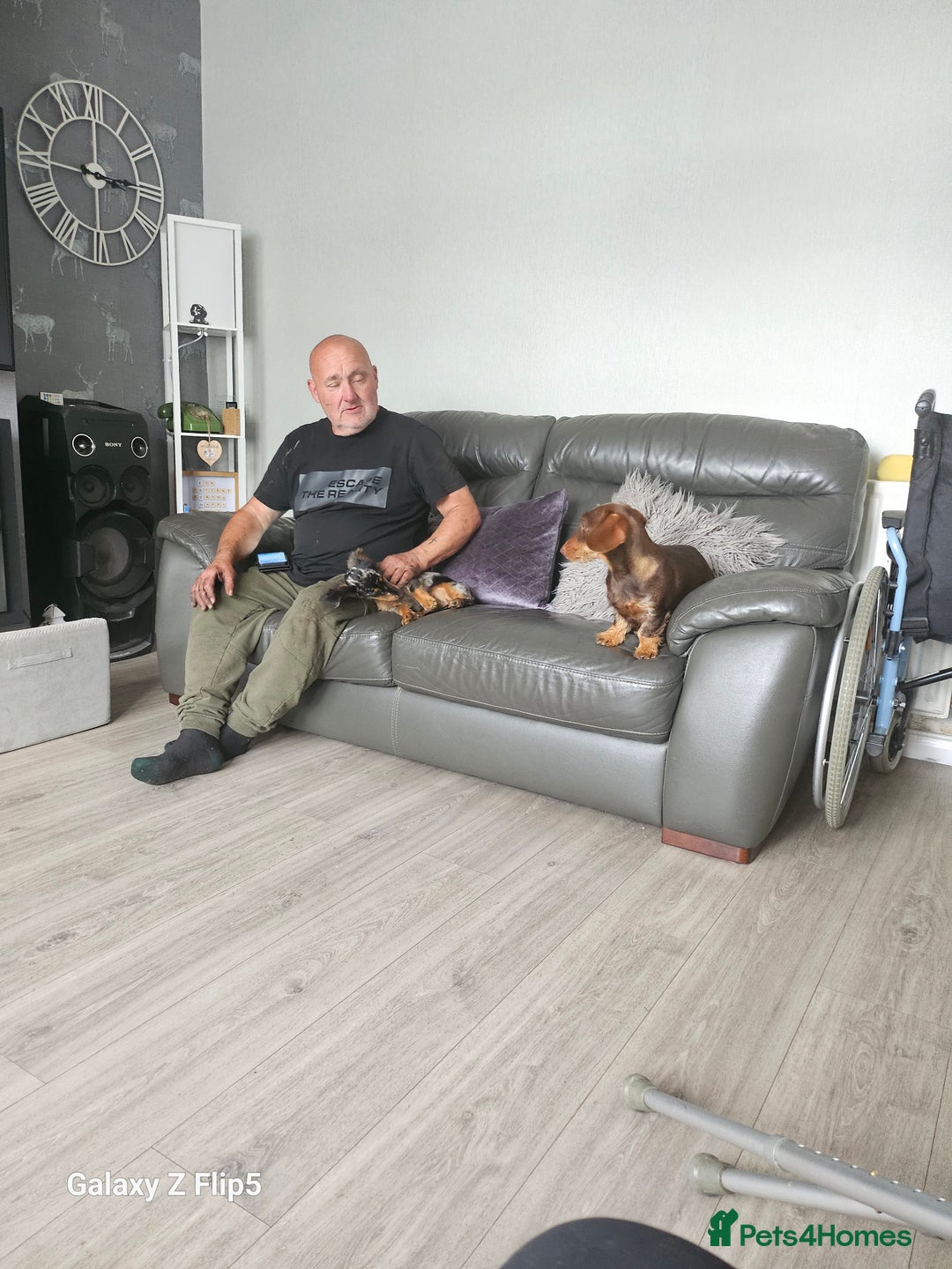 Dachshund dogs for sale: TWO DAUSHUNDS - Image 15