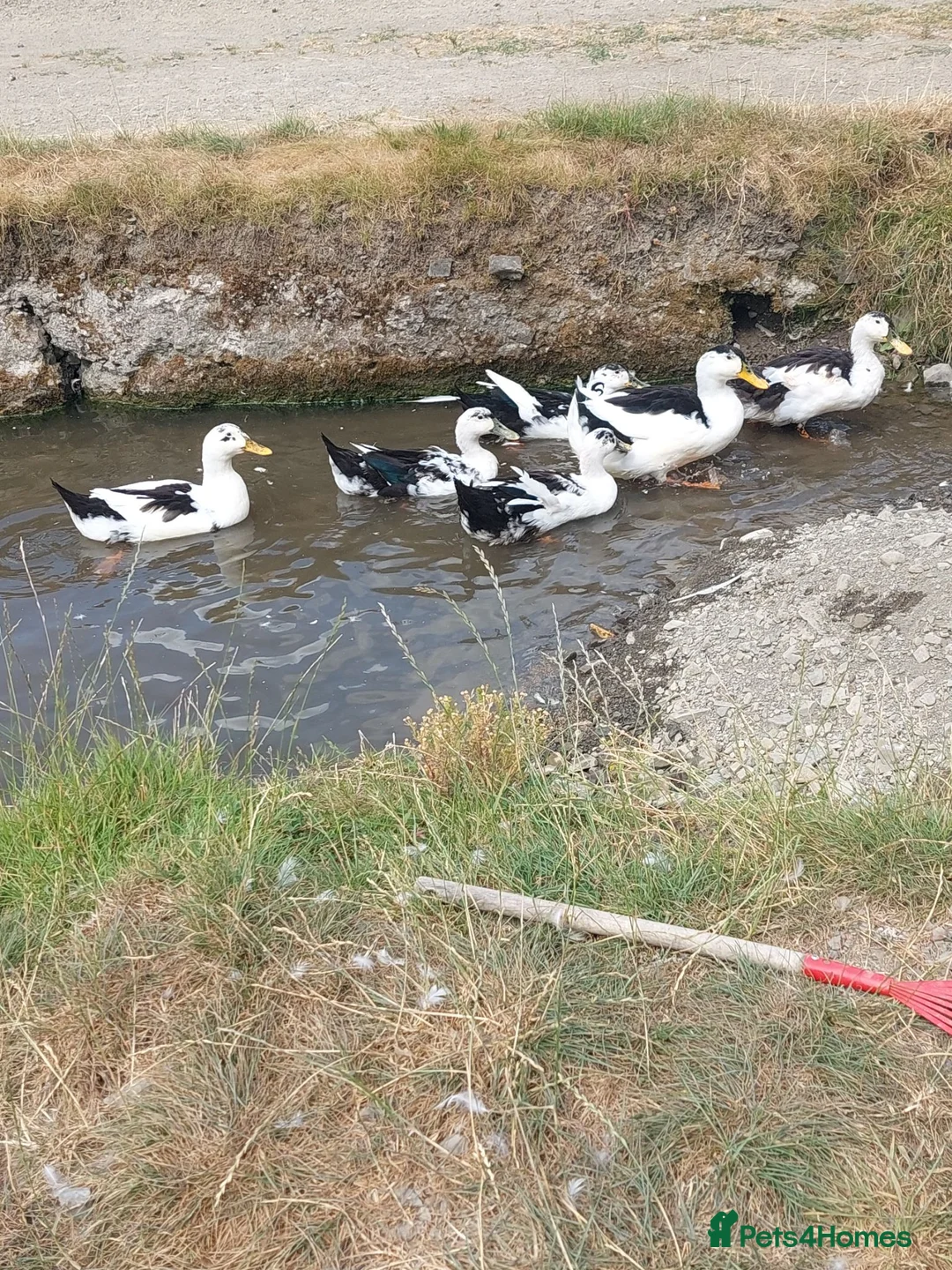 Ducks poultry for sale: Welsh magpie ducklings  - Advert 1