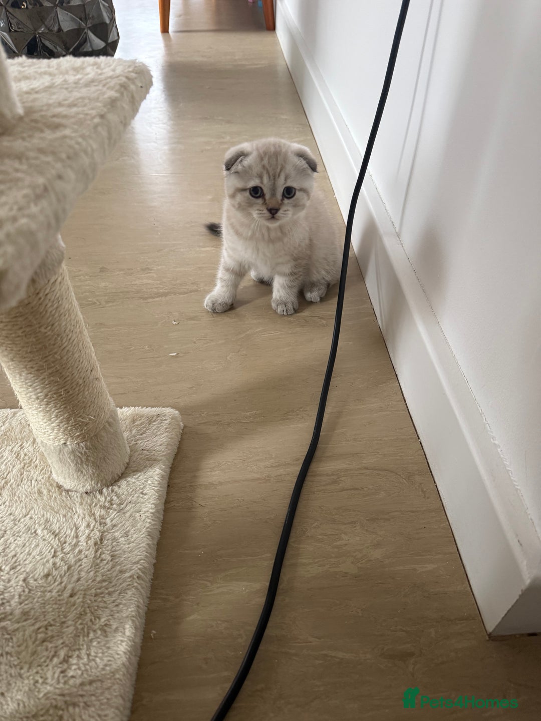 Scottish Fold cats for sale: Scottish Fold Kittens  - Advert 26