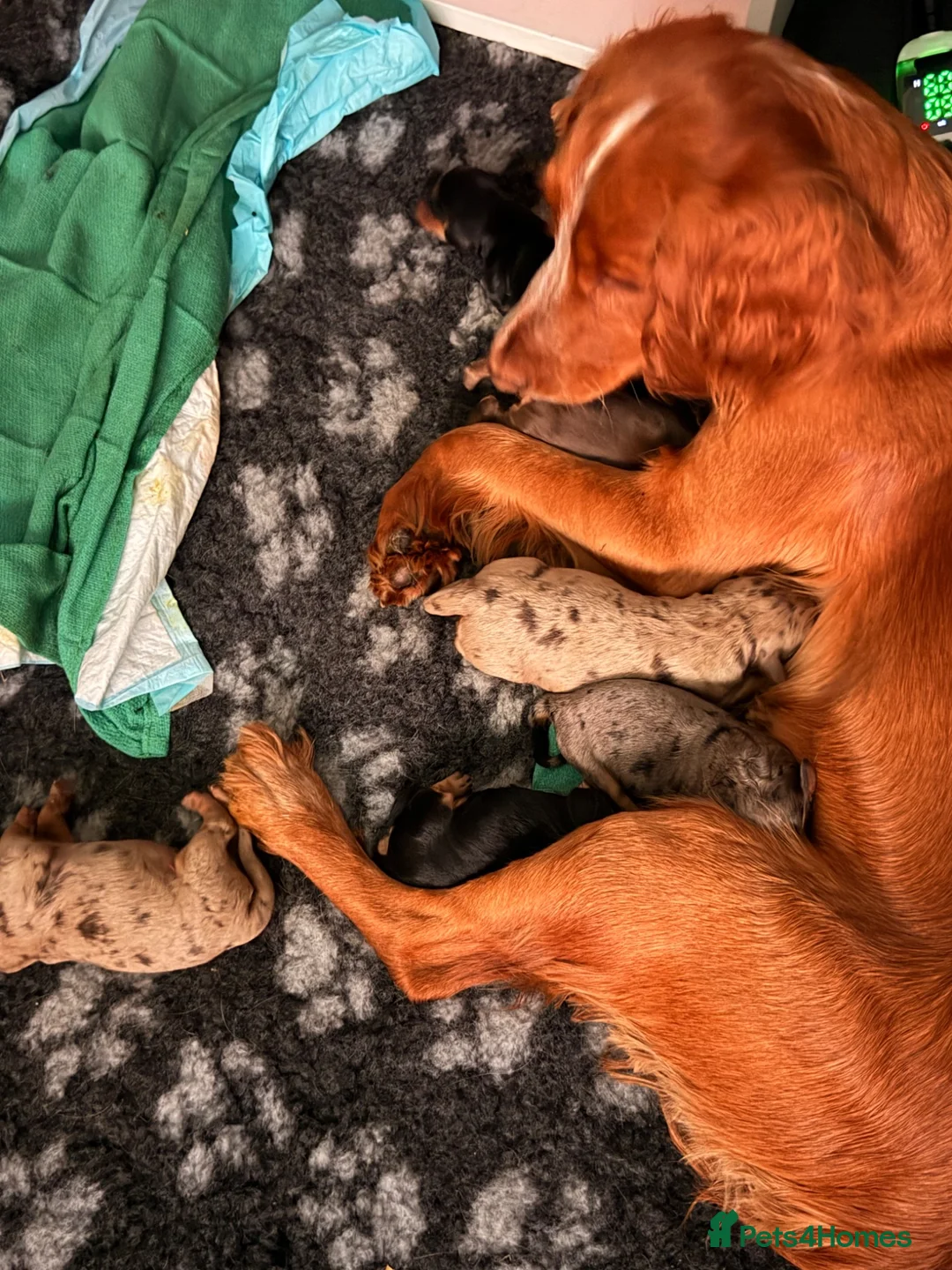 Cocker Spaniel dogs for sale: Two working cocker spaniel boys looking for 🏠 - Advert 1