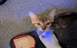 Mixed Breed cats for sale: One male kitten looking for he new home - Image 4