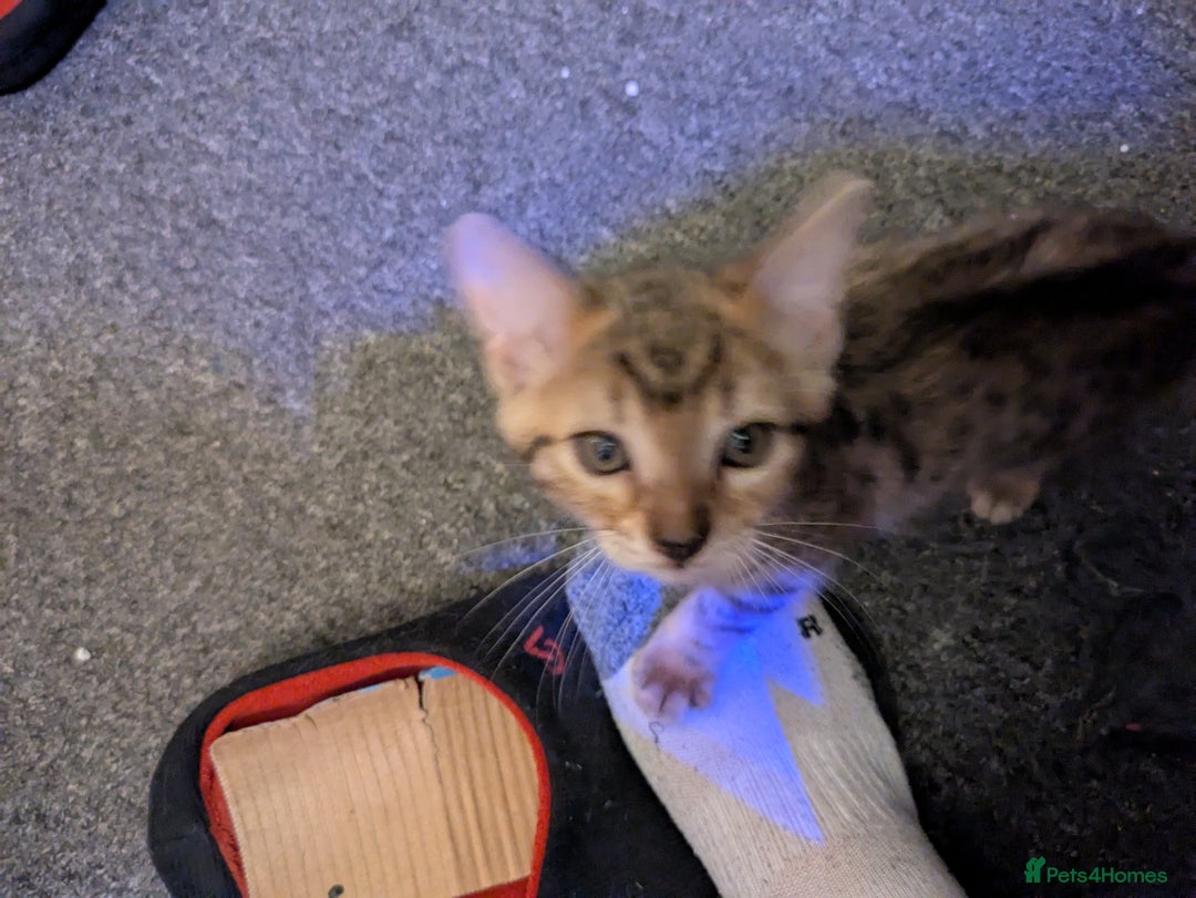 Mixed Breed cats for sale: One male kitten looking for he new home - Image 4