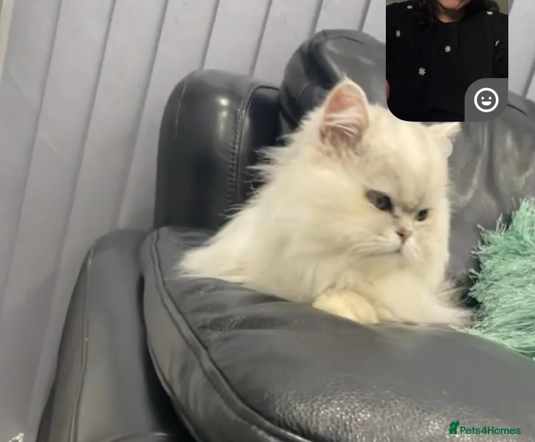 Persian cats for stud: Handsome grey tipped cat FOR STUD ONLY in Birmingham - Advert 7