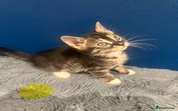 Bengal cats for sale: Queen boo 💕❤️ - Image 15