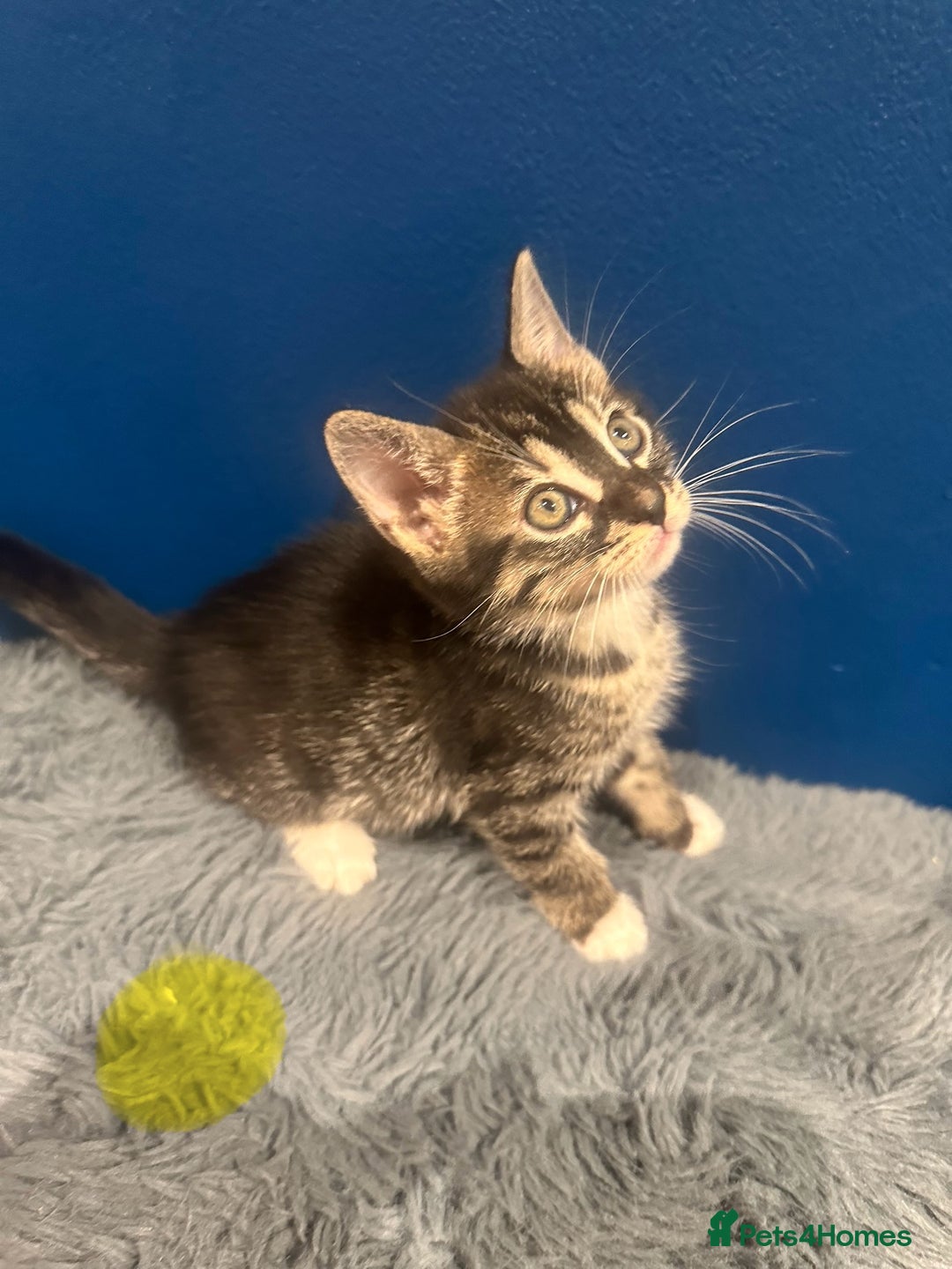 Bengal cats for sale: Queen boo 💕❤️ - Image 15