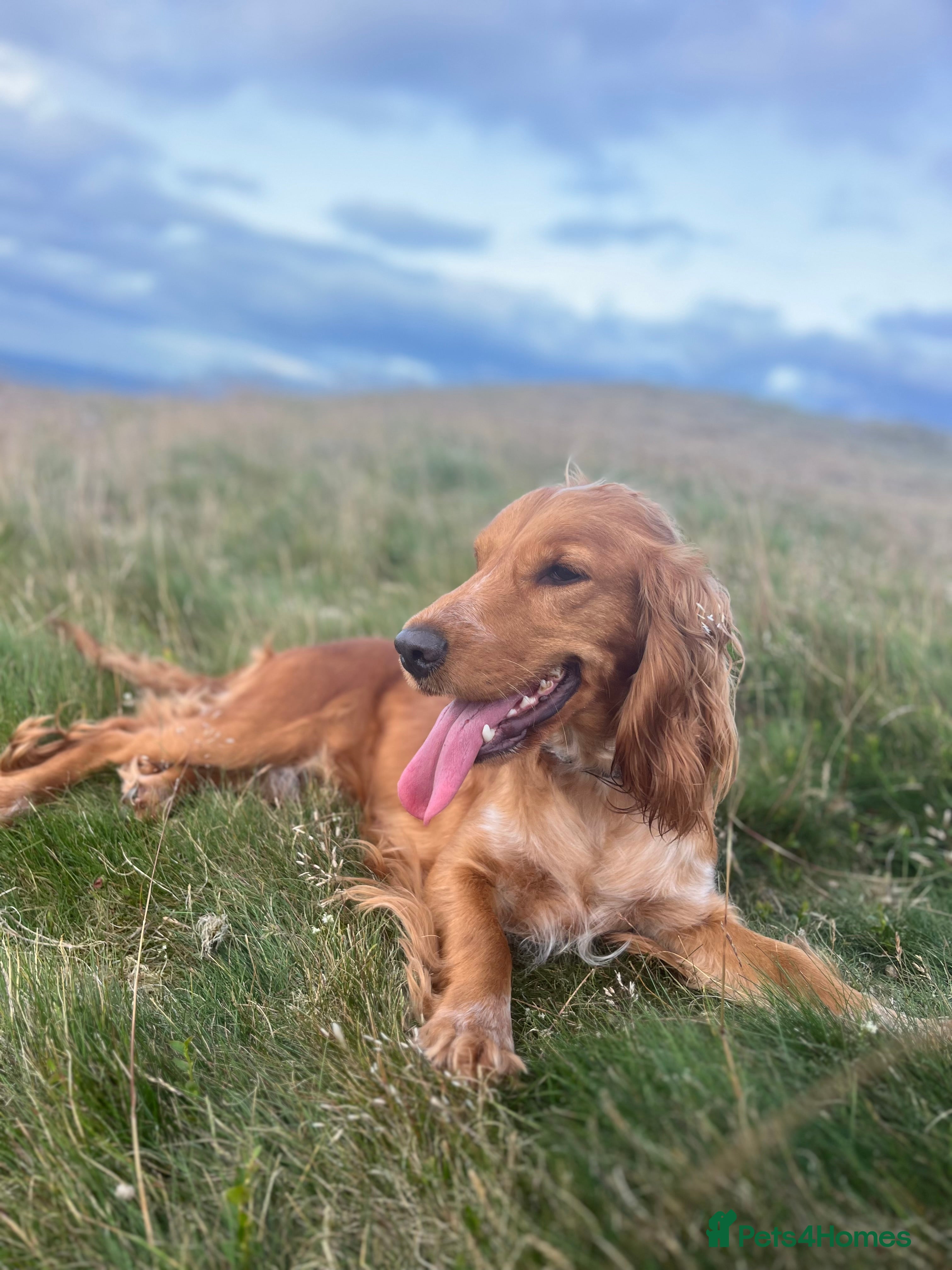 Cocker Spaniel dogs Beautiful Show Cocker Bitch - Advert 6