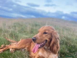 Cocker Spaniel dogs Beautiful Show Cocker Bitch - Advert 6