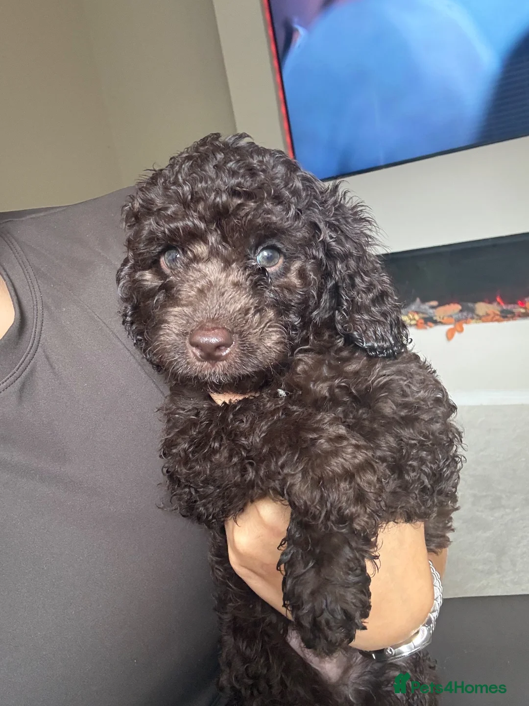 Cockapoo dogs for sale: Reduced! Fully health checked f2 Cockapoo puppy’s  - Advert 2