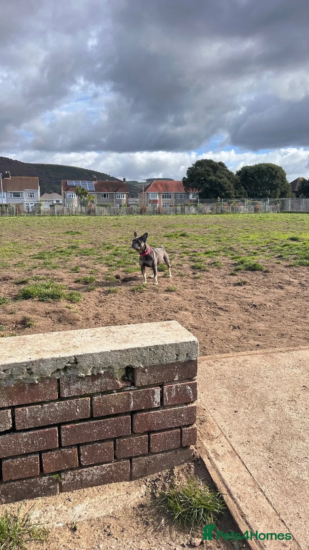 French Bulldog dogs for sale: Forever home for Honey  - Advert 19