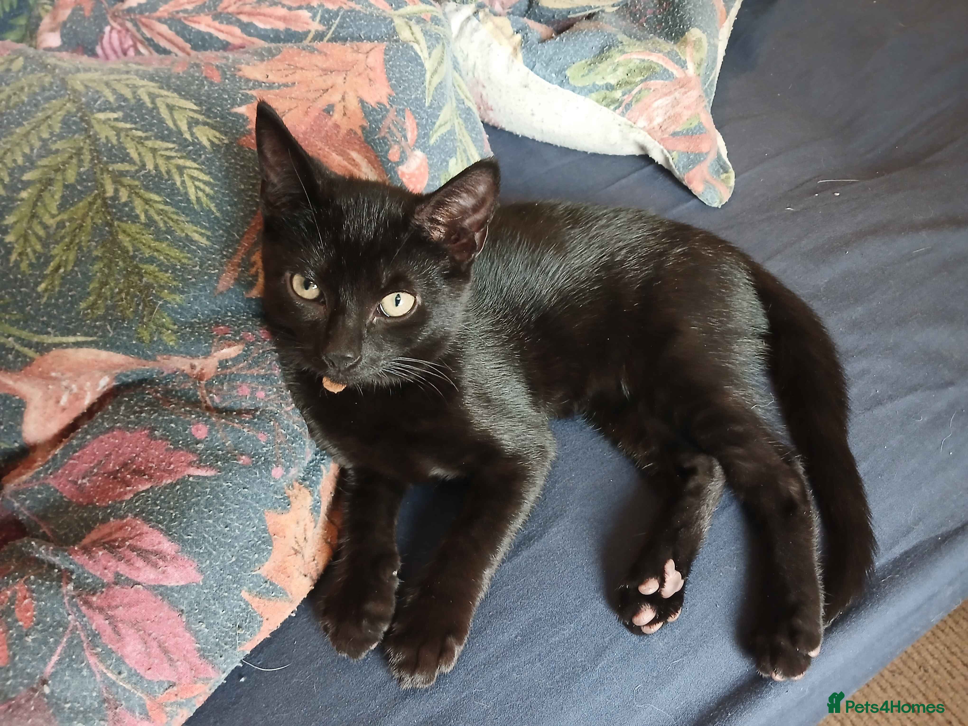 Mixed Breed cats 3 kittens looking for home - Advert 2