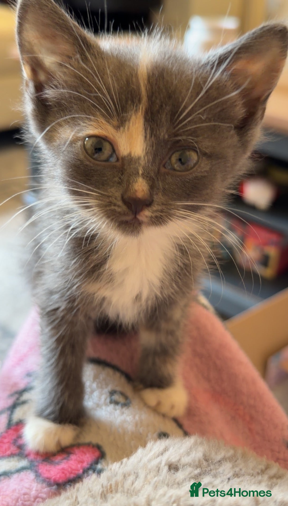 Mixed Breed cats 6 kittens looking for a forever home - Advert 1