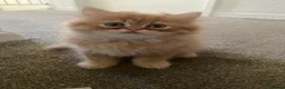 Persian cats for sale: Persian kittens  - Advert 7