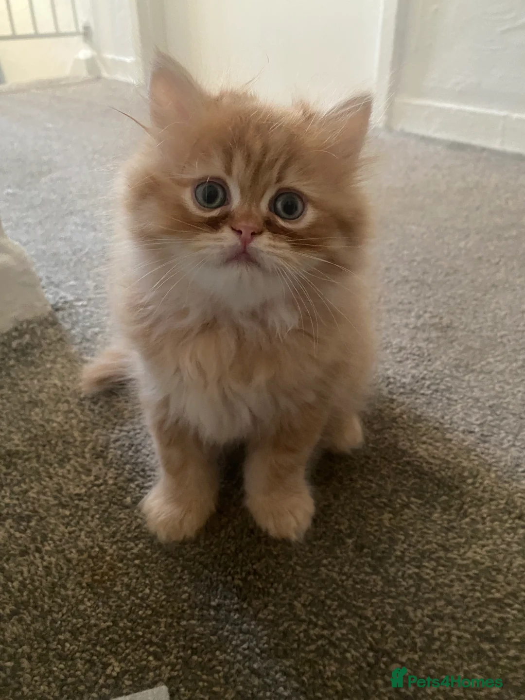 Persian cats for sale: Persian kittens  - Advert 7