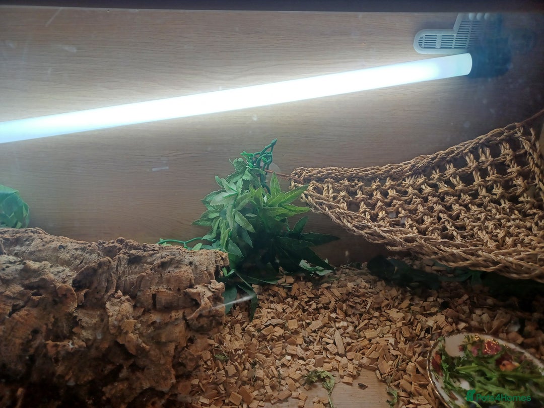 Bearded Dragon reptiles for sale: Bearded dragon with full set up - Image 2