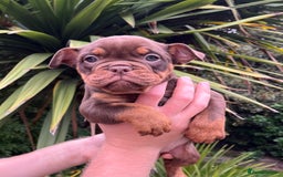 Olde English Bulldogge dogs for sale: RAINBOW OLD ENGLISH LITTER !!! - Image 14