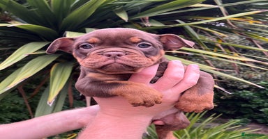 Olde English Bulldogge dogs - Advert 1