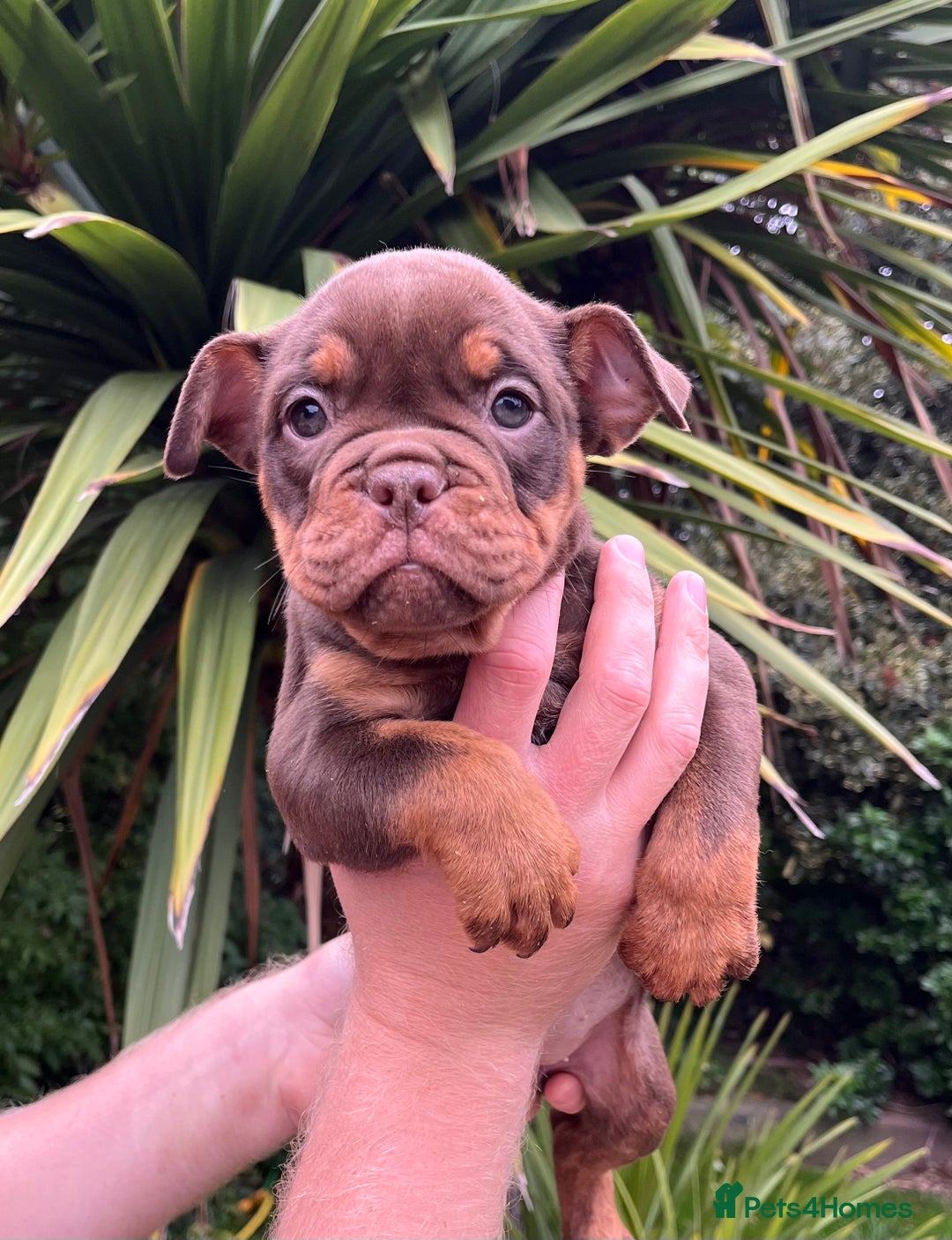Olde English Bulldogge dogs for sale: RAINBOW OLD ENGLISH LITTER !!! - Image 14