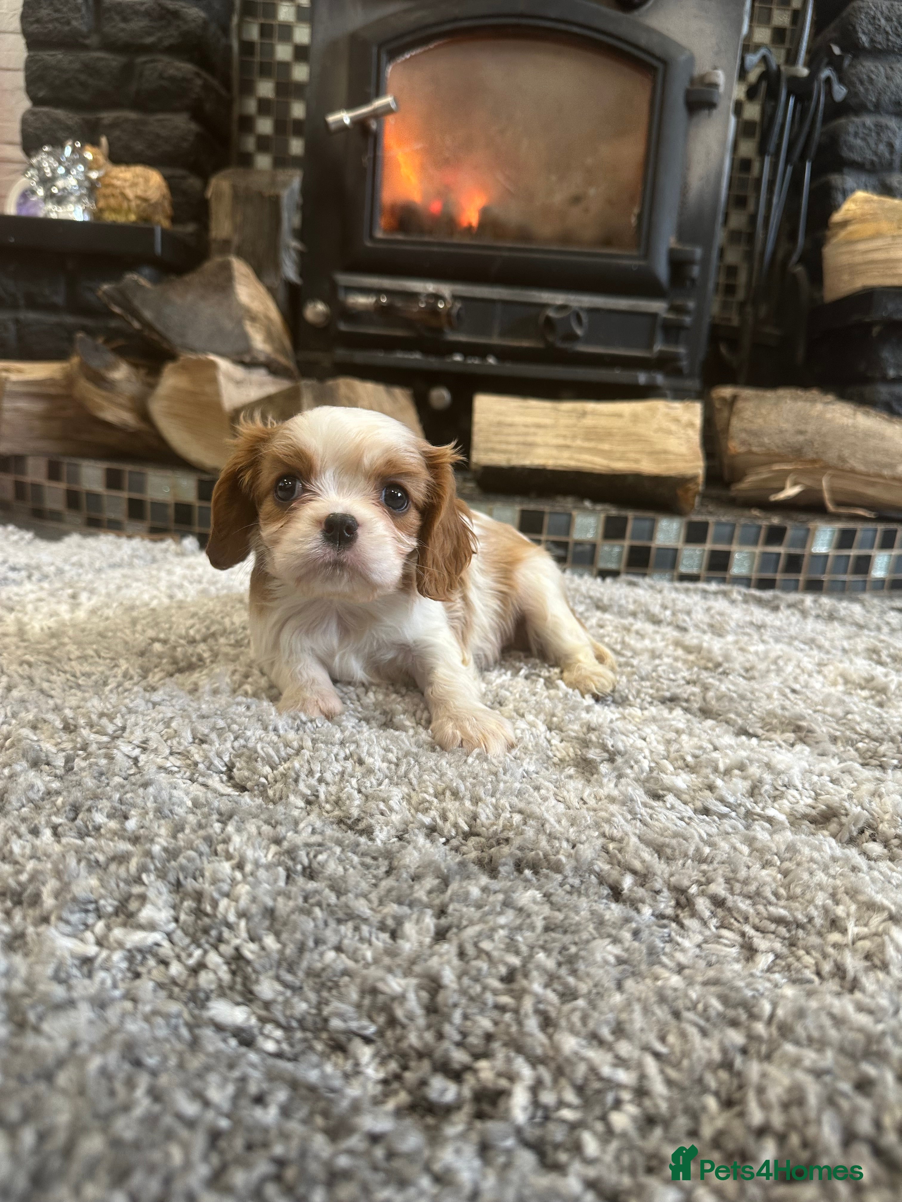 Cavalier King Charles Spaniel dogs ** DNA CLEAR 🧬 KC REGISTERED CAVALIER PUPPIES ** - Advert 10