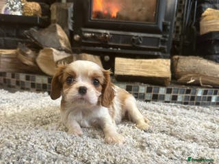 Cavalier King Charles Spaniel dogs ** DNA CLEAR 🧬 KC REGISTERED CAVALIER PUPPIES ** - Advert 10