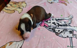 Tibetan Terrier dogs for sale: KC Tibetan Terrier Puppies For Sale😀 - Image 14
