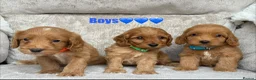 Cockapoo dogs for sale: F1 health tested cockapoo puppies - Advert 4