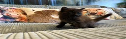 Ragdoll cats for sale: Gorgeous male brown ragdoll cross kitten for sale - Advert 14