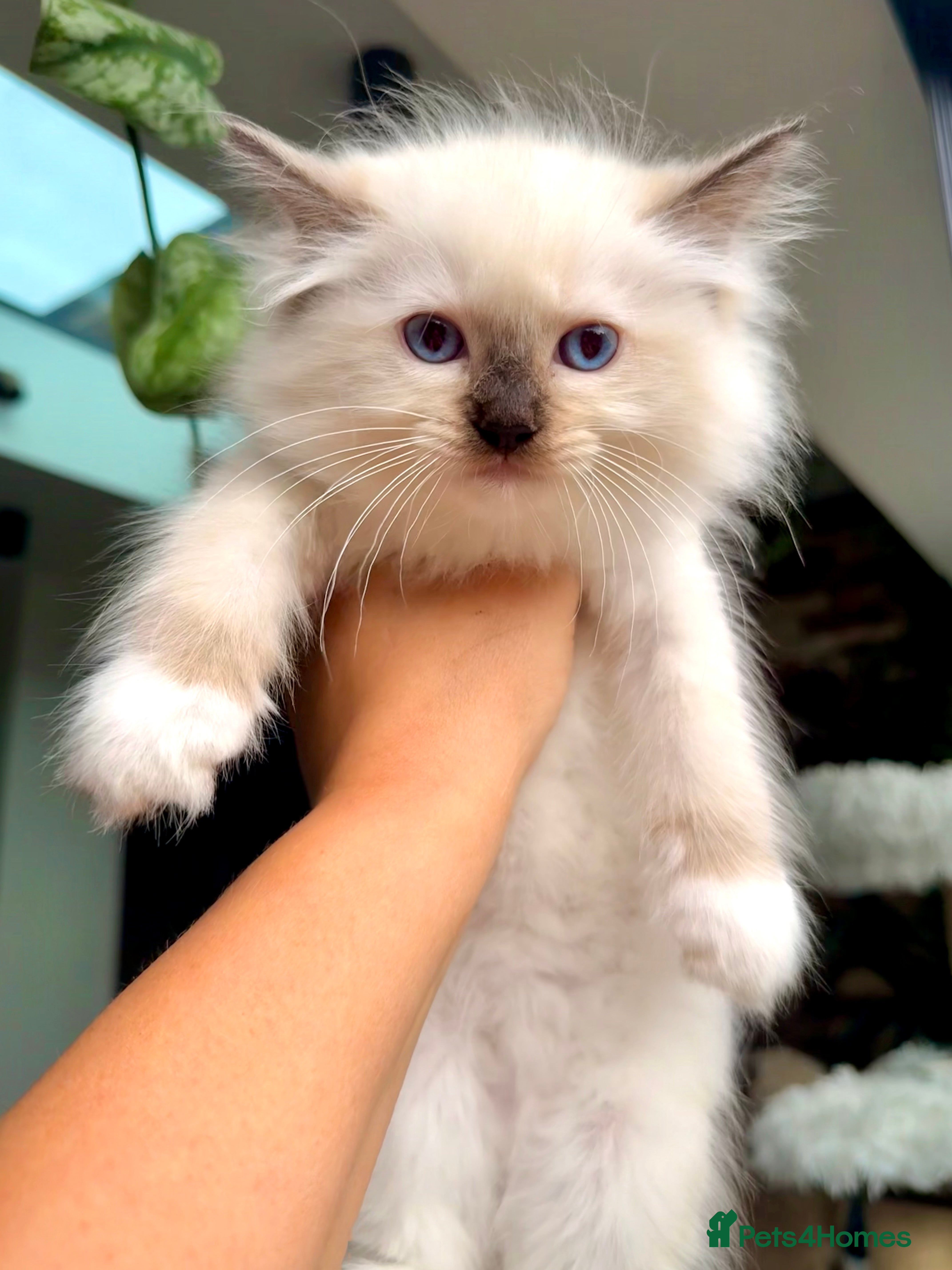 Ragdoll cats 🏆Sired by Imperial Grand Champion TICA REGISTERED - Advert 2