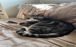 Mixed Breed cats for sale: URGENT: REHOMING NEEDED FOR MIXED BENGALS - Image 1