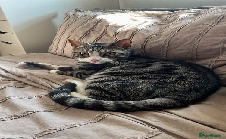 Mixed Breed cats - Advert 3