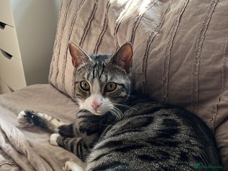 Mixed Breed cats - Advert 23