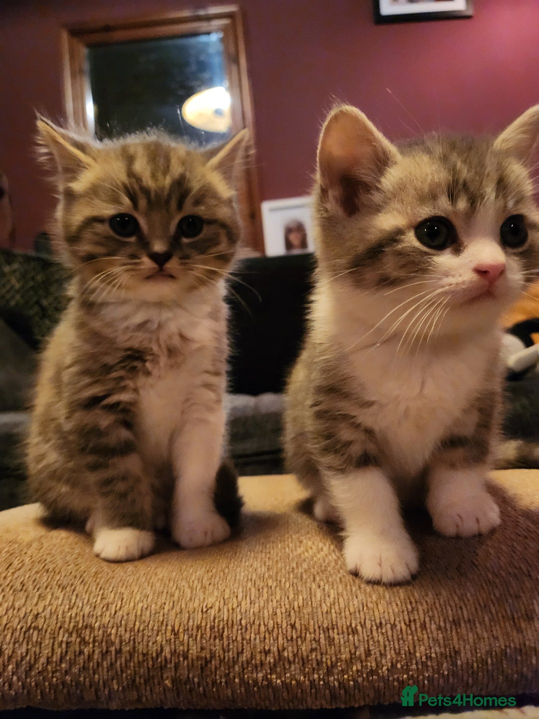 Mixed Breed cats for sale: Two kittens for sell - Advert 4