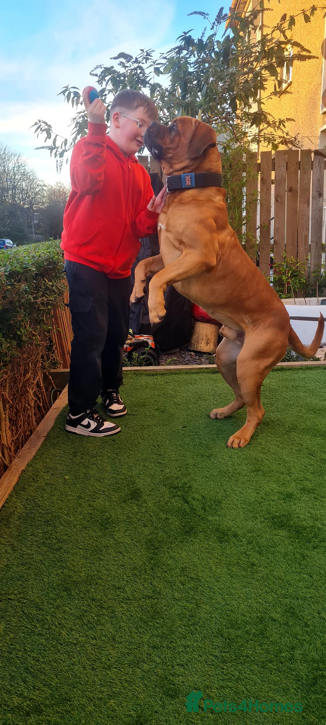 Dogue De Bordeaux dogs for stud: DOGUE DE BORDEUX STUD  in Glasgow - Advert 16