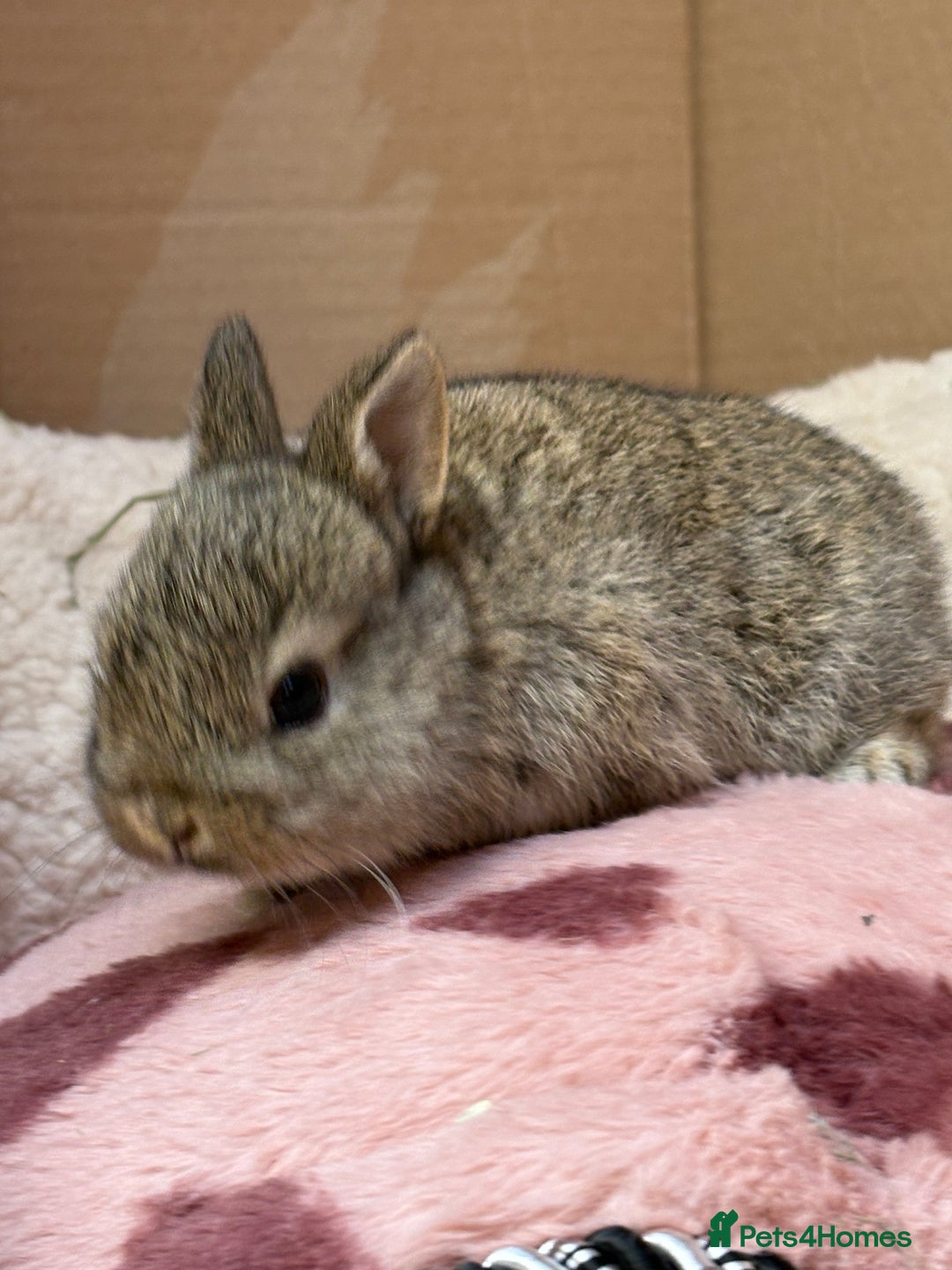 Netherland Dwarf rabbits for sale: Pure bred Netherland dwarf (vaccinated) - Advert 8