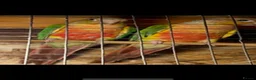 Conures birds for sale: Proven breeding pair pineapple conures  - Advert 3