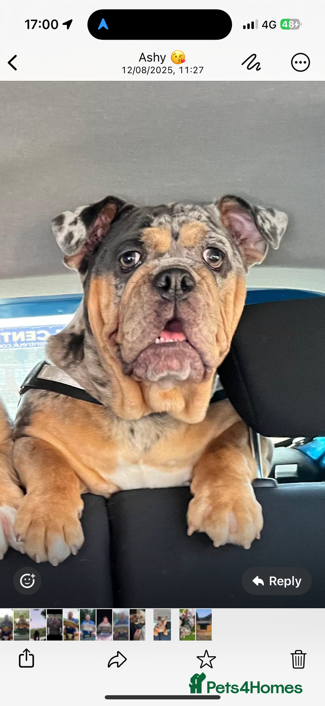 English Bulldog dogs for sale: Autumn  - Image 4