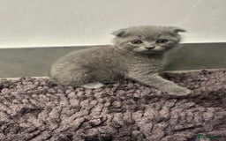 Scottish Fold cats for sale: Beautiful Scottish folds and straights kittens🎀 - Image 17