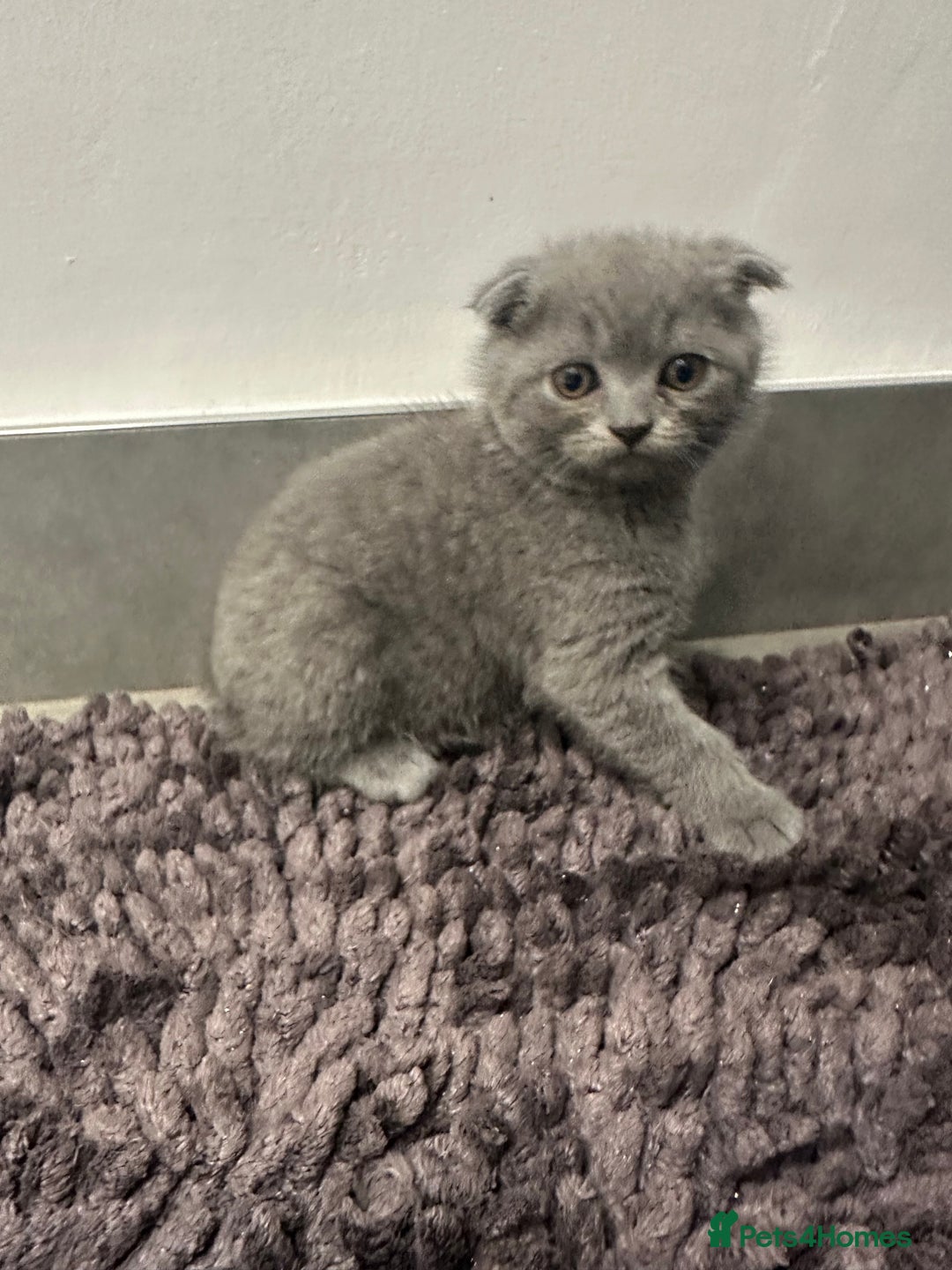 Scottish Fold cats for sale: Beautiful Scottish folds and straights kittens🎀 - Image 17
