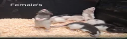 Rat rodents for sale: Baby Dumbo Rat's  - Advert 10