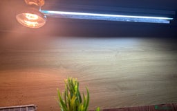 Hermann Tortoise reptiles for sale: Girl Hermann tortoise with full vivarium set up - Image 6