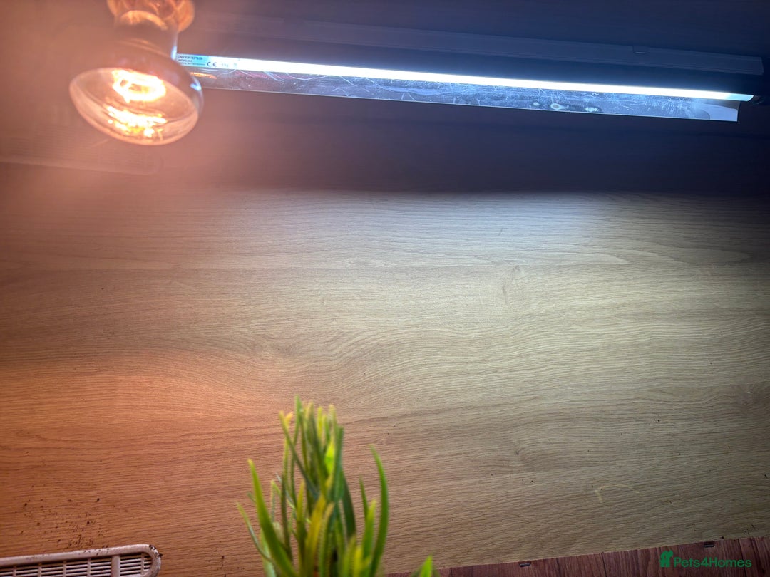 Hermann Tortoise reptiles for sale: Girl Hermann tortoise with full vivarium set up - Image 6