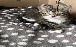 Mixed Breed cats for sale: 1 x Beautiful Female Kitten left Ready Now - Image 7