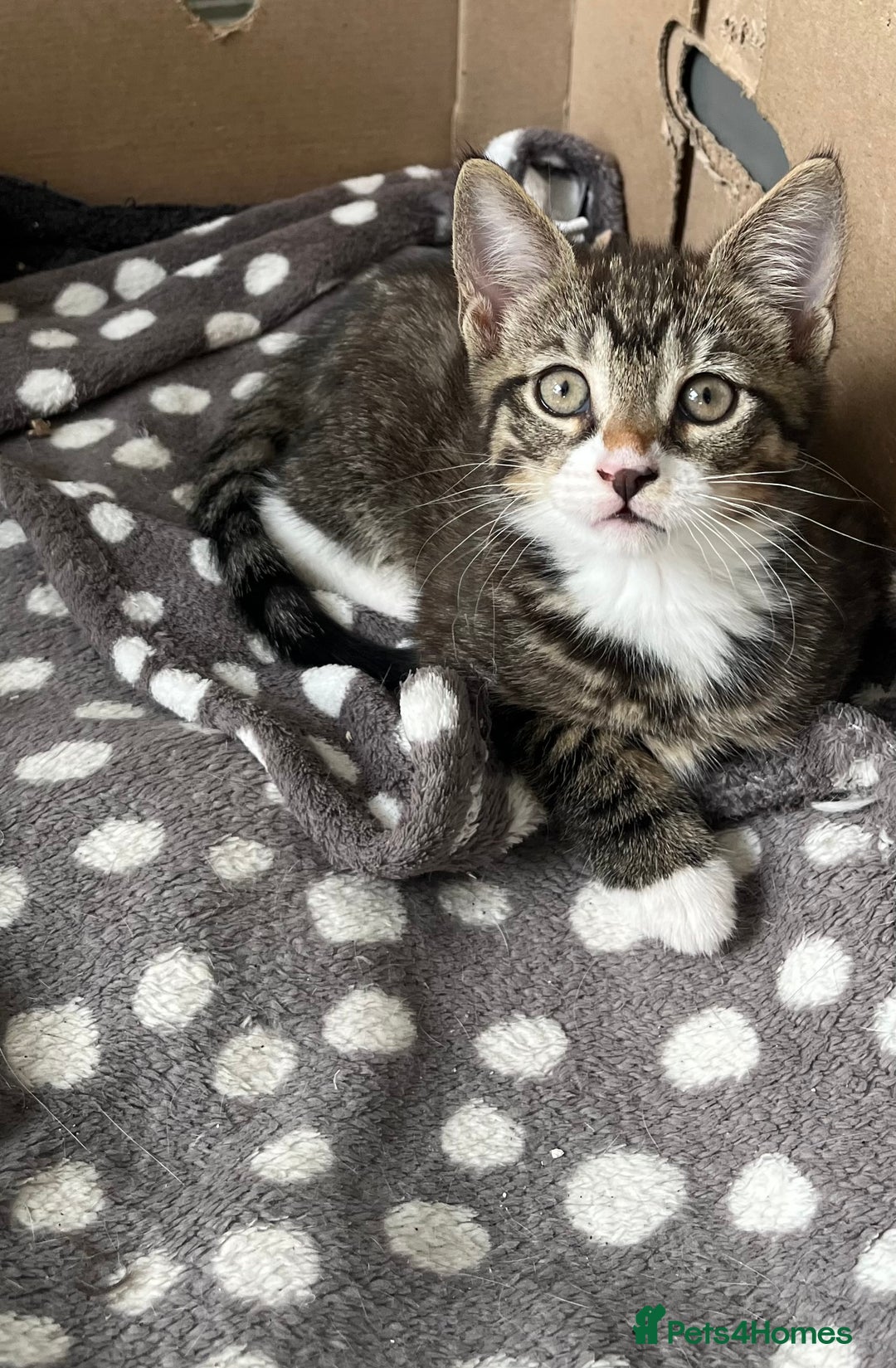 Mixed Breed cats for sale: 1 x Beautiful Female Kitten left Ready Now - Image 7