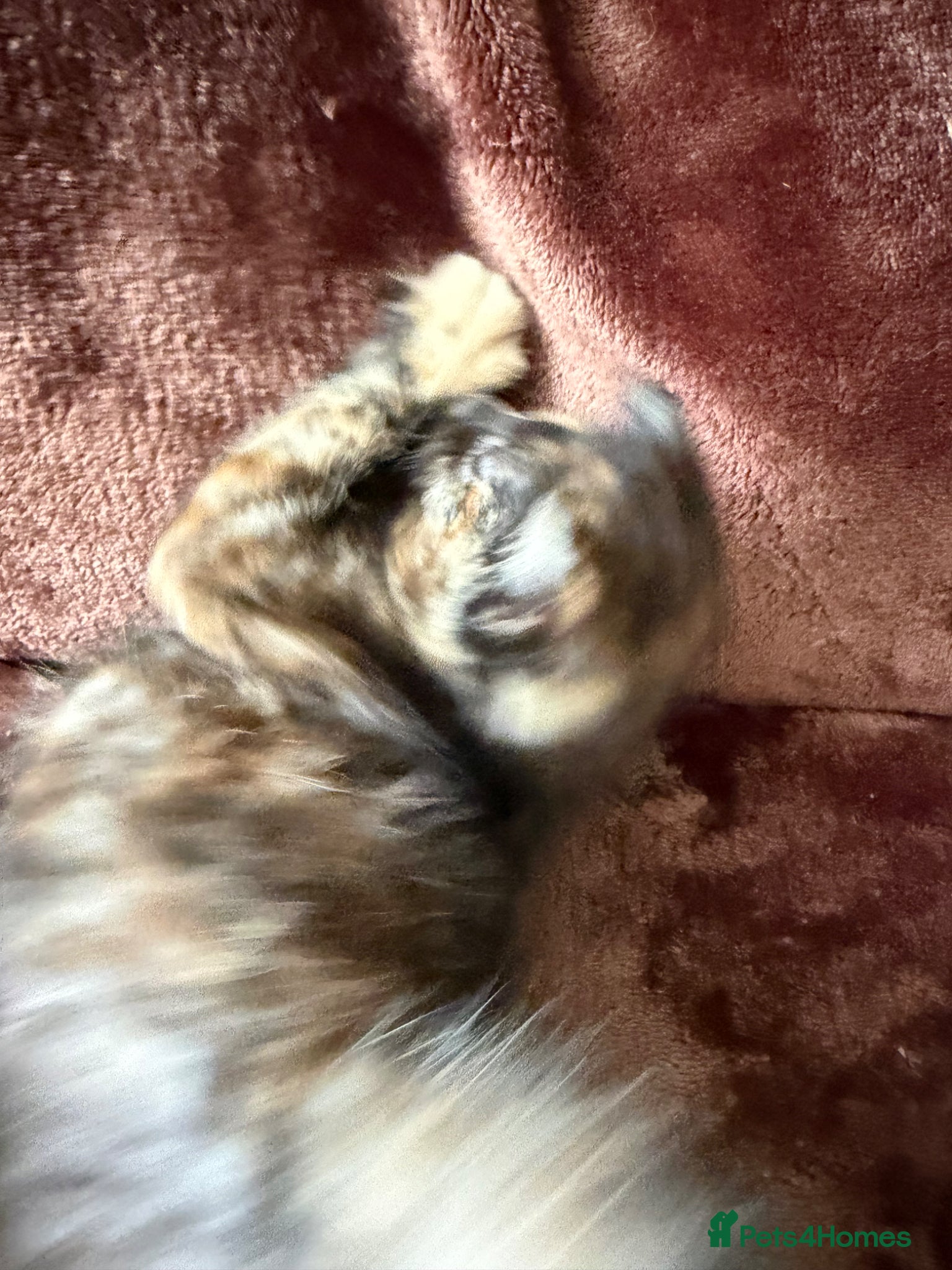 Mixed Breed cats for sale: Tortie Female Kittens - Advert 7