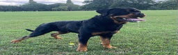 Rottweiler dogs for stud: 22 champions kc Rottweiler stud  in Romford - Advert 3
