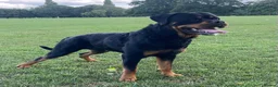 Rottweiler dogs for stud: 22 champions kc Rottweiler stud  in Romford - Advert 3