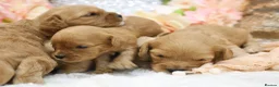 Cavapoo dogs for sale: *Health tested* F1 Cavapoos in Wisbech - Advert 2