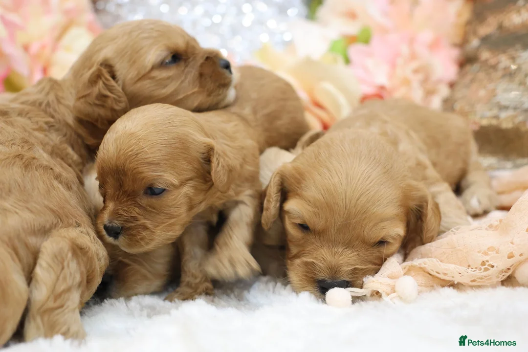 Cavapoo dogs for sale: *Health tested* F1 Cavapoos in Wisbech - Advert 2