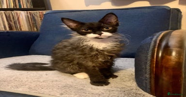 LaPerm cats Sweet LaPerm Kitten - Advert 4