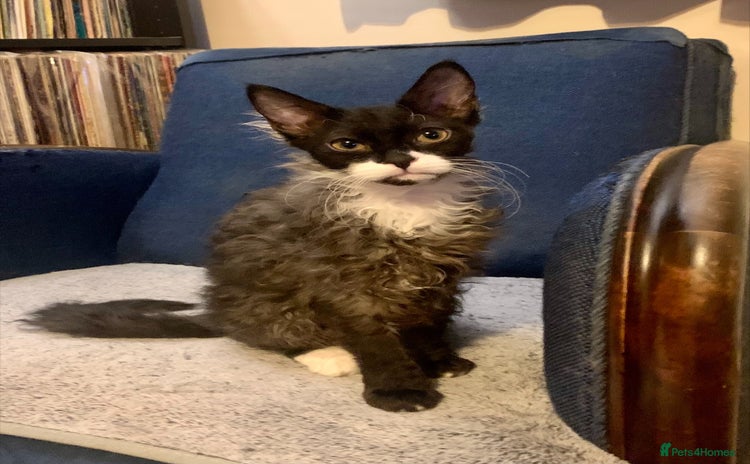 LaPerm cats Sweet LaPerm Kitten - Advert 3