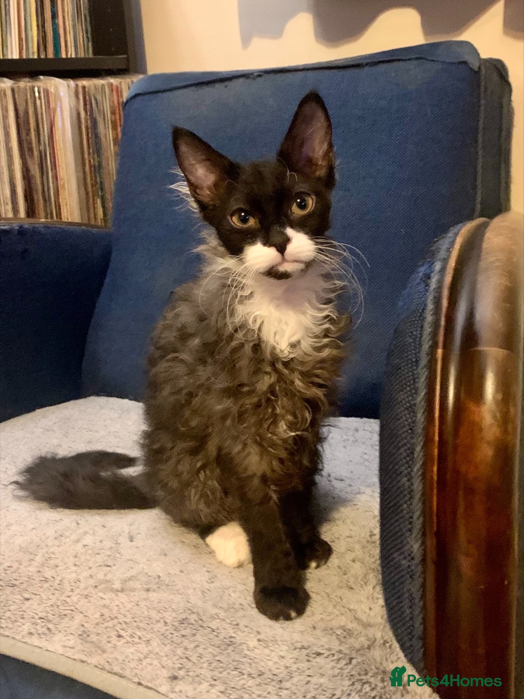 LaPerm cats for sale: Sweet LaPerm Kitten - Advert 1